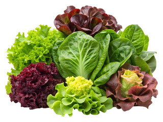 lettuce and red cabbage