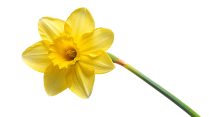yellow daffodils isolated on white background