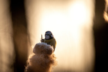 Modraszka pod słońce  © Adrian