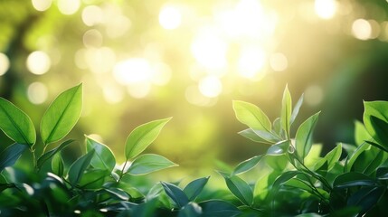 Sunlit green leaves in natural tranquil forest background with bokeh