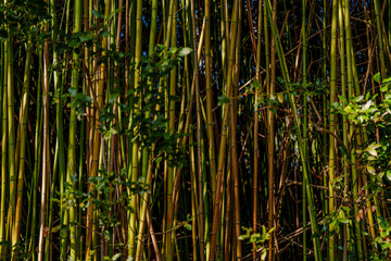 bamboo forest background