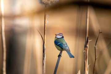Modraszka na gałązce żółte  tło bokeh  © Adrian