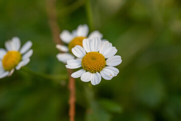 Fototapeta premium Blooming daisy flowers on a summer sunny day macro photo. Wildflowers with white petals in the meadow close-up photo. Blossom daisies in springtime floral background.