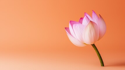 Fototapeta premium Serene Pink Lotus Blossom on Peach Background Tranquil Floral Composition Asian Culture Inspired