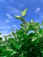 green leaves on blue sky background
