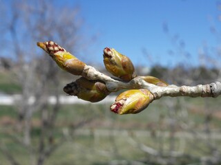 Jeronimus Plains Cottonwood tree buds in spring, Colorado
