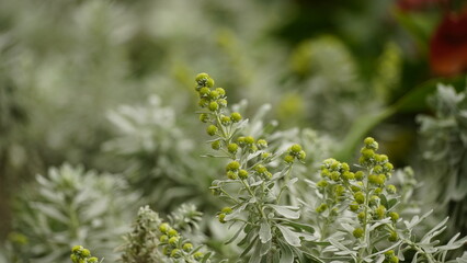 natural flower background sunny day