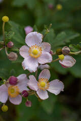 Obraz premium Blossom pale pink anemone flower macro photography in summer day. Windflower with light pink petals on green background close-up photo in summertime. 