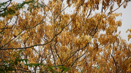 natural flower background sunny day