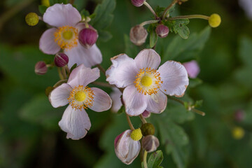 Blossom pale pink anemone flower macro photography in summer day. Windflower with light pink petals on green background close-up photo in summertime.	
