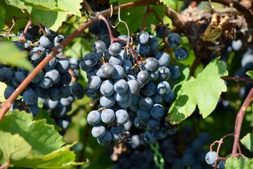 grapes on the vine purple red food fruit