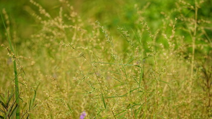 natural flower background sunny day