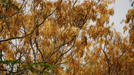 natural flower background sunny day