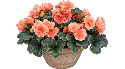 Obraz premium A large pink flower pot with pink flowers in it