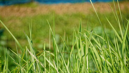 natural flower background sunny day