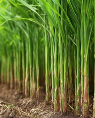 Obraz premium Lush Green Grass Field in Serene Rural Landscape Capturing the Essence of Nature with a Ground Level View in Soft Light