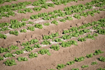 Yuma Arizona USA lettuce crops that supplies 90% of the United States lettuce from Oct to Mar.