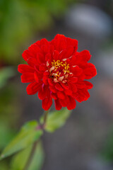 Blossom red zinnia flower on a green background on a summer day macro photography. Blooming zinnia with red petals close-up photo in summertime	

