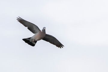 A flying Common Wood Pigeon (Columba palumbus), captured in mid-flight against a soft sky background, showcasing its graceful wings and distinct coloration