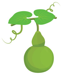 isolated calabash plant on white background vector design