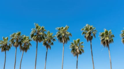 Fototapeta premium tropical trees with blue sky
