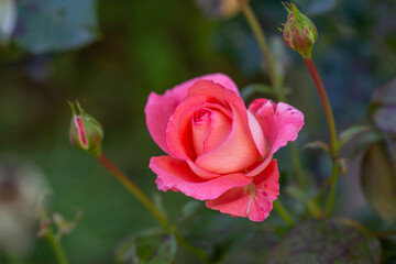 Blooming pink rose flower macro photography on a sunny summer day. Garden rose with pink petals close-up photo in the summertime. Tender rosa floral background.