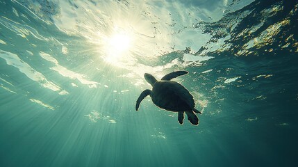 Underwater silhouette of sea turtle swimming towards sunlit surface.