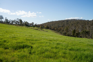 Obraz premium farming meadow landscape on a farm in australia
