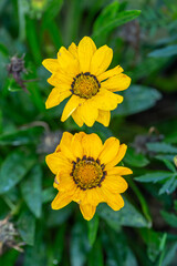 Blossom gazania flower on a summer sunny day macro photography. Daisy flower with yellow petals in summertime, close-up photo.	
