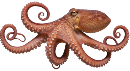 Isolated Octopus with Curled Tentacles on White Background for Stock Imagery
