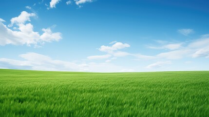 sky green grass on white