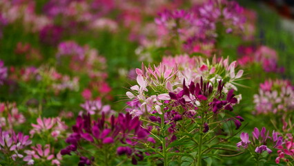 wild natural flower background