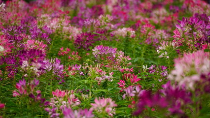 wild natural flower background