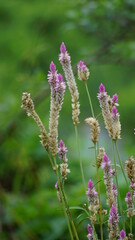 wild natural flower background