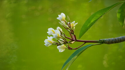 wild natural flower background