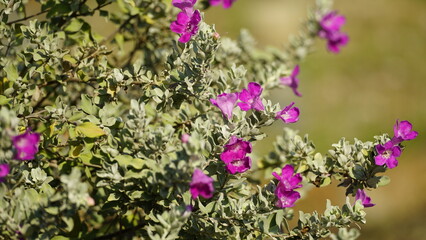 Fototapeta premium wild natural flower background