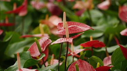 wild natural flower background