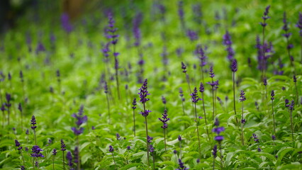wild natural flower background