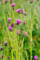 Cirsium arvense flowers