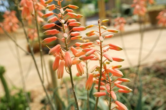 Orange flowers of Aloe dawei