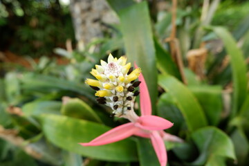 Close-up of pink flowers of Aechmea maculata in a park