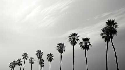 Fototapeta premium s black and white palm tree
