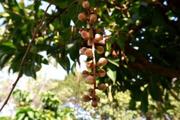 Close-up of Barringtonia racemosa in a park
