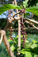 Close-up of Barringtonia racemosa in a park