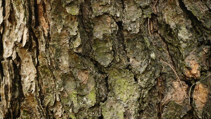 tree bark texture