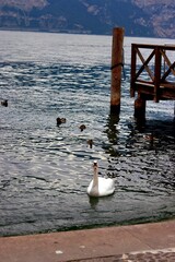 White swan and ducks swimming near a wooden pier. Lakeside wildlife scene.

