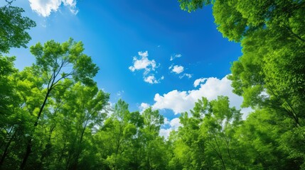 Fototapeta premium sky green blue