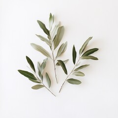 Obraz premium Delicate olive branches arranged on a white background