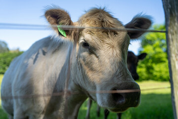 close up cow in a field in australia