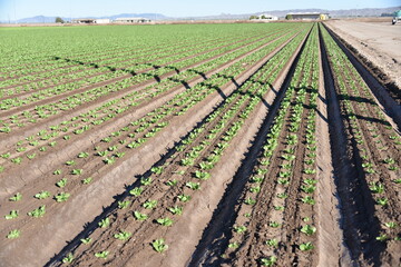 Yuma Arizona USA lettuce crops that supplies 90% of the United States lettuce from Oct to Mar.